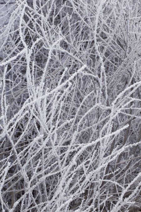 Thicket of icy branches