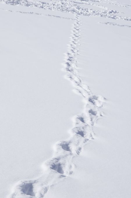 Single path of footprints across snow joins many others in the distance