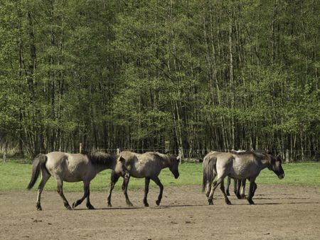 wild horses