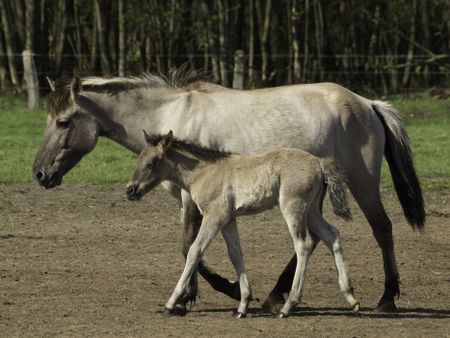 wild horses