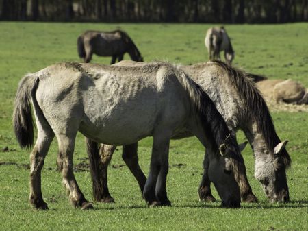 wild-horses-466949048 wild horses