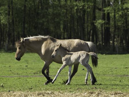 wild horses