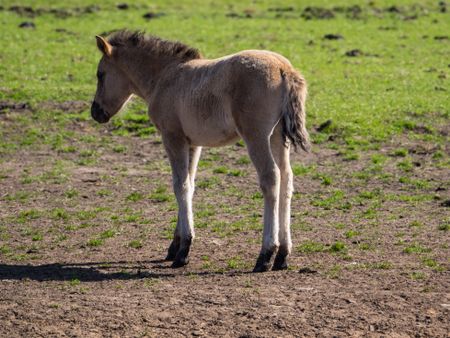 wild horses in germany