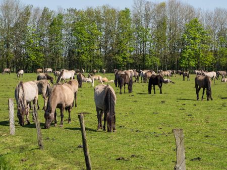 wild horses in germany