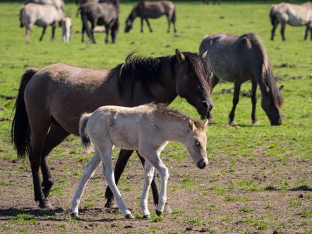 wild horses in germany