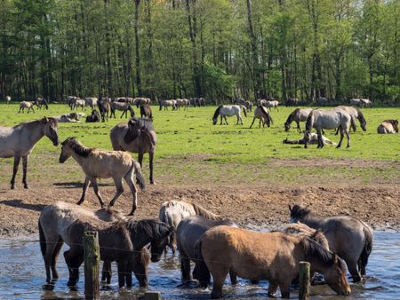 wild horses in germany