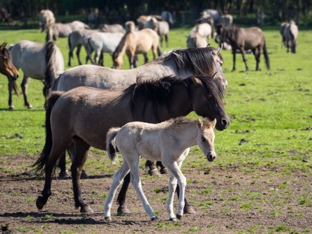 wild horses in germany