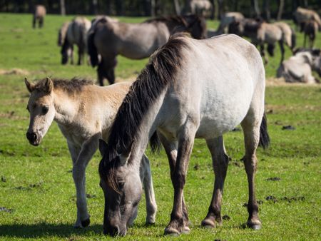 horses in germany