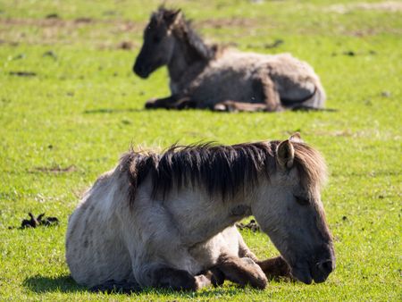 horses in germany