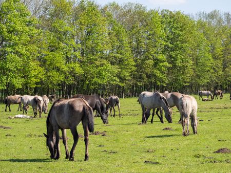 horses in germany