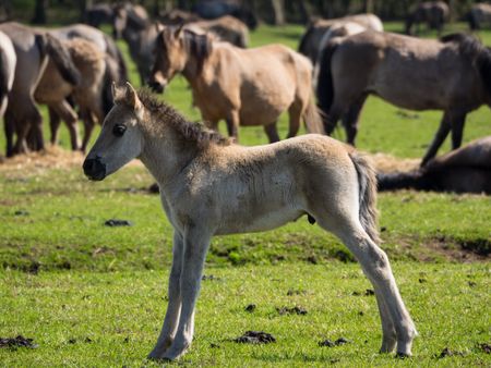 horses in germany