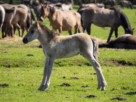 horses in germany