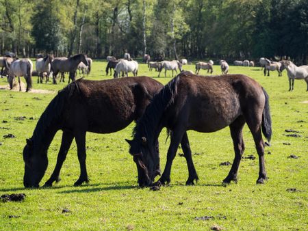 horses in germany