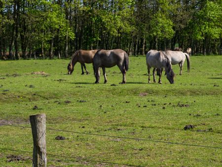 horses in germany