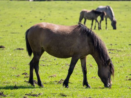 wild horses