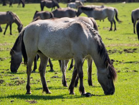 wild horses