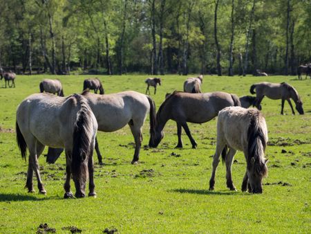 wild-horses-467510531 wild horses