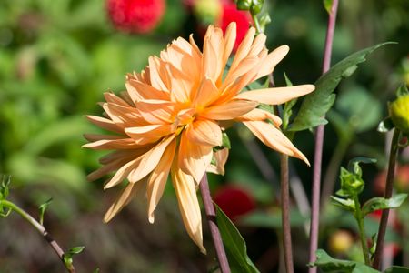 dahlias