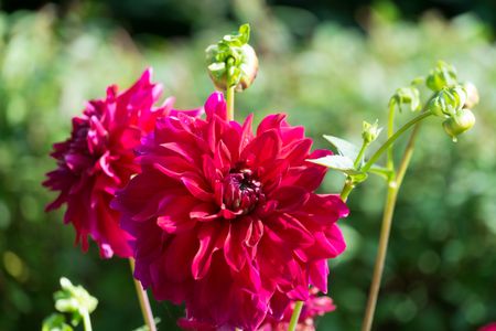 dahlias-468694853 dahlias