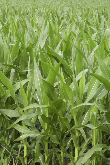 Field of corn in mid July, northern Illinois