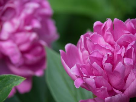 summer in the garden