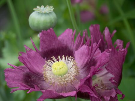flowers-summer-garden-470839274 flowers in a summer garden