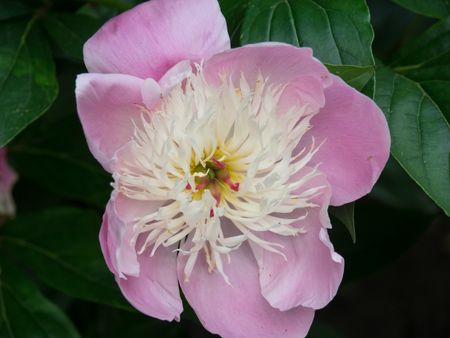 flowers in a summer garden