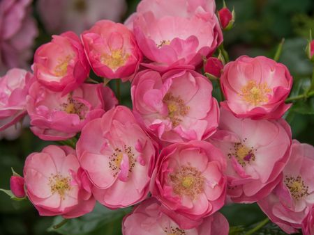 flowers-summer-garden-470839301 flowers in a summer garden