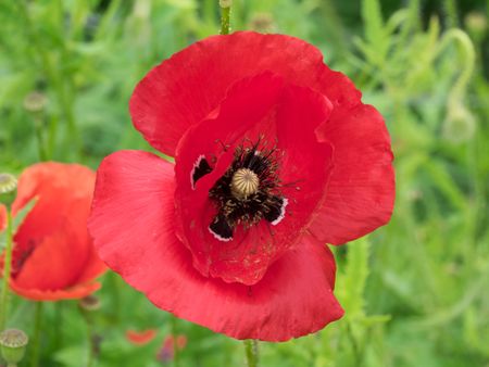 flowers in a summer garden