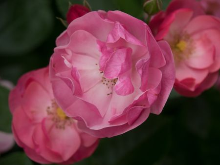 flowers in a summer garden
