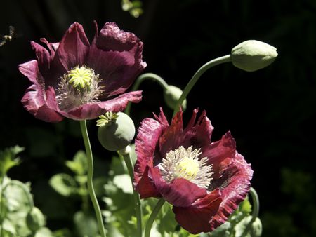 in the garden