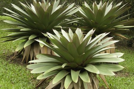 Three imperial bromeliads (scientific name: Vriesea imperialis) in morning sunlight