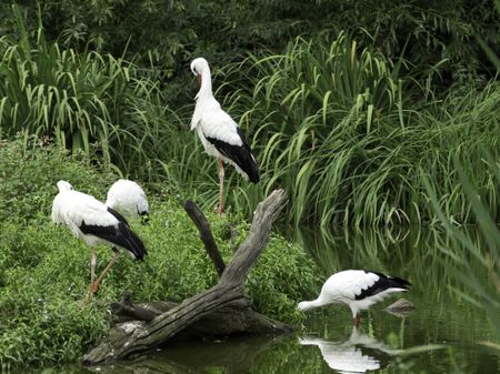 storks
