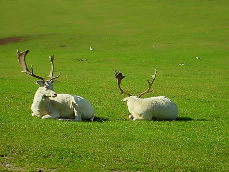 2 Reindeers in a National Park in England