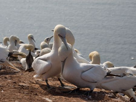 birds-island-helgoland-483816316 Birds on the Island of helgoland