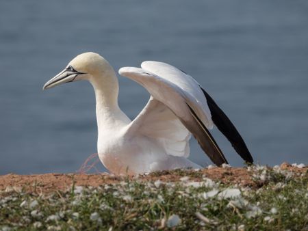 Birds on the Island of helgoland