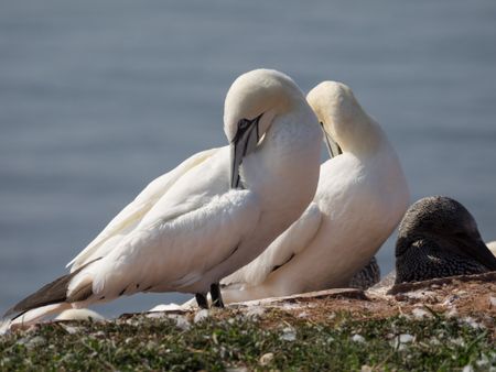 Birds on the Island of helgoland