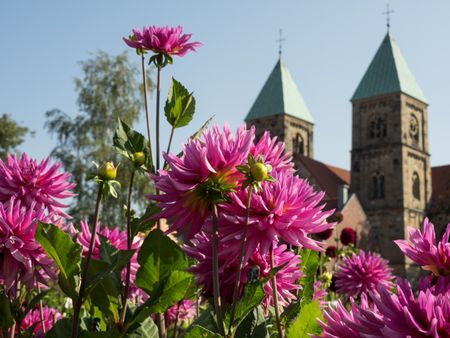 dahlias in the summer