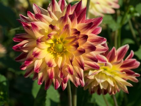 dahlias in the summer