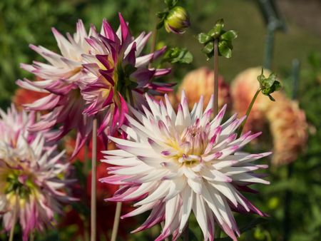 dahlias in the summer