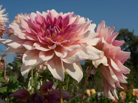 dahlias in the summer