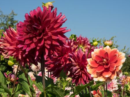 dahlias in the summer