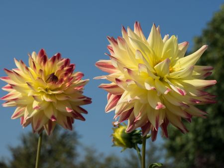 dahlias-summer-485433574 dahlias in the summer