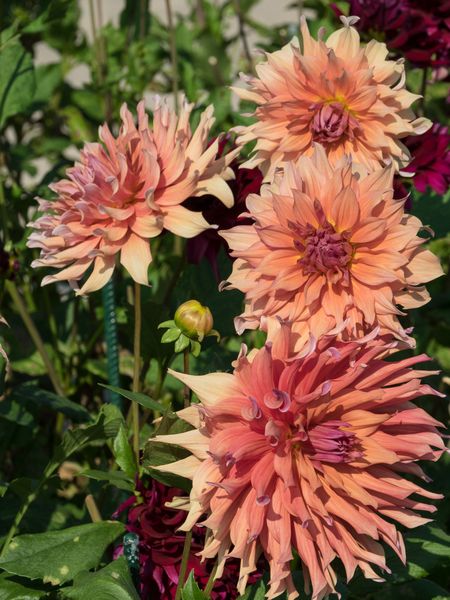 summer dahlias