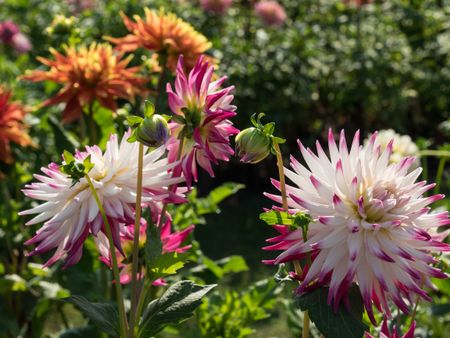 summer dahlias