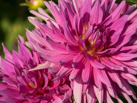 summer dahlias