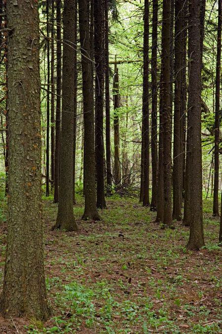 Tall pines in perspective