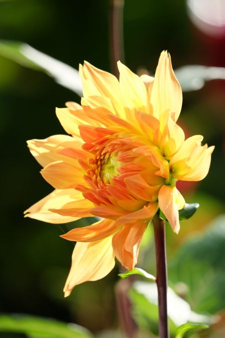 Flowers in a german garden