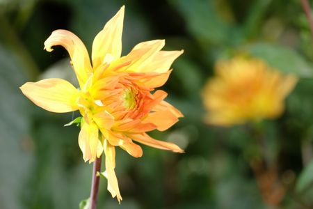 Flowers in a german garden