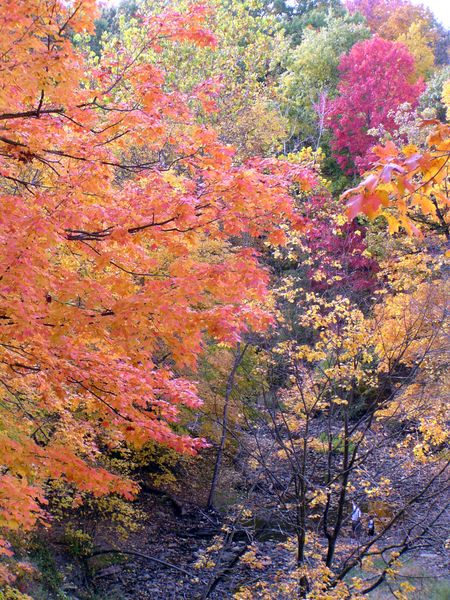 Creek valley ablaze with fall color